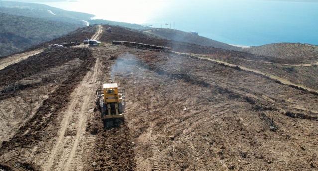 İzmir'de yanan ormanlar yeniden yeşertilecek