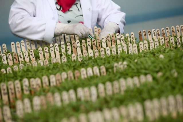 Tarımda üreticiye yerli tohum desteği sürüyor! 1 milyon 400 bin fide dağıtılacak