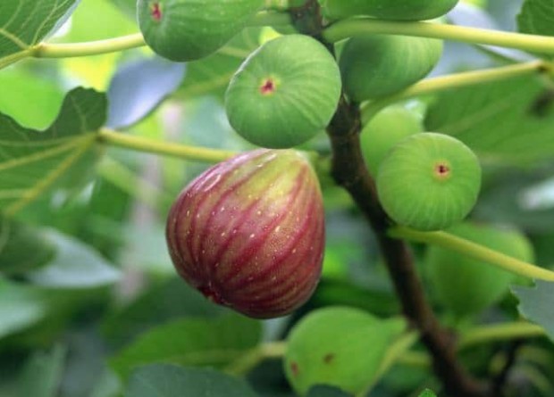 Bornova Emlak Müdürlüğü’nden ilginç ihale! İncir ağaçlarından incirlerin toplanması ve...
