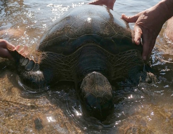 Misinaya dolanan deniz kaplumbağası ölmek üzereyken kurtarıldı