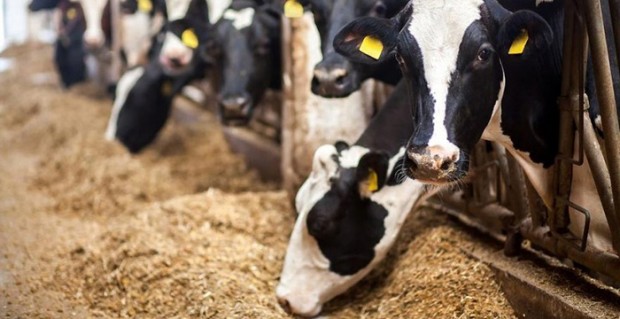 Süt krizi kapıda! Üretici ineklerini kesebilir