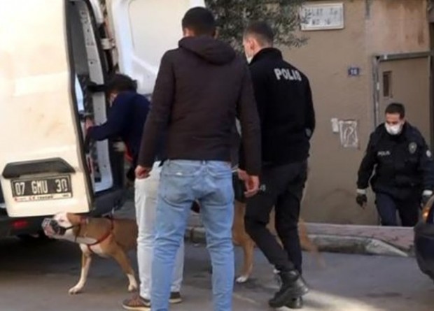 Antalya'da iki Pitbull'un saldırdığı kadın yaralandı