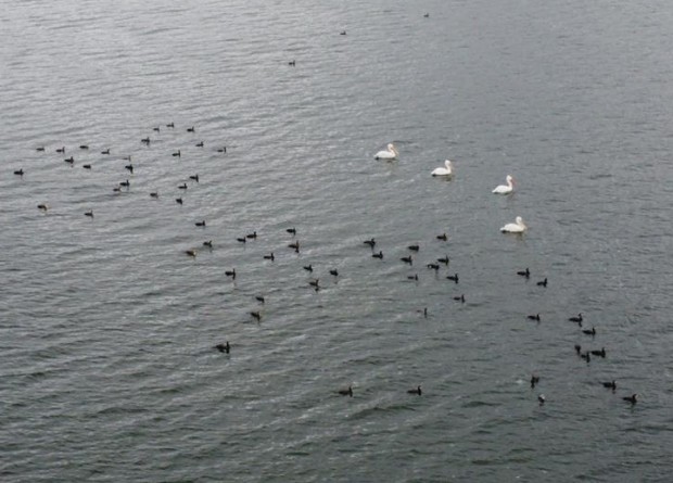 Gölcük Gölü, pelikanları ağırlıyor!