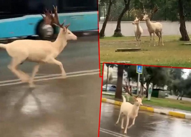 Şaşkına çeviren manzara! Antalya sokaklarda 2 geyik görüntülendi