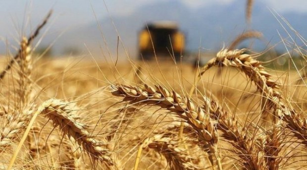 TMO’dan 100 bin tonluk ekmeklik buğday ithalatı