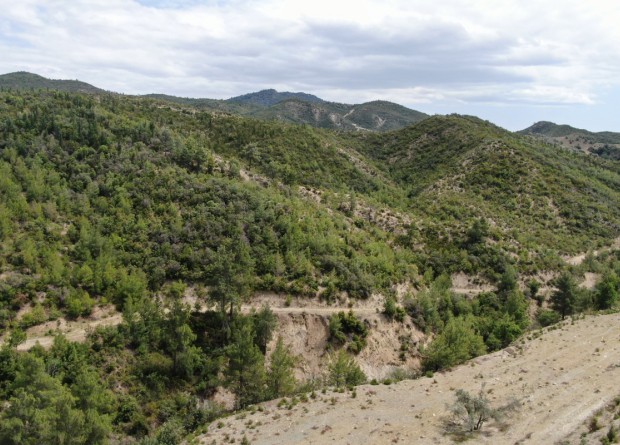 Antalya'da küle dönen ormanlık alanlar yeniden yeşile büründü