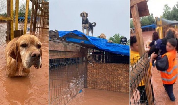 Bartın'da selde kilitli kalan 56 köpek öldü