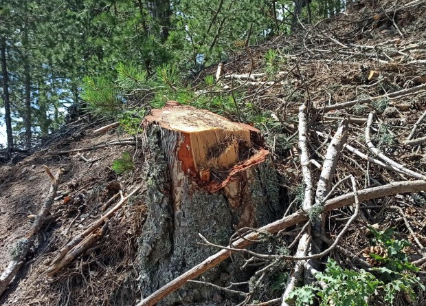 Ormanda kaçak ağaç keserken suçüstü yakalandı