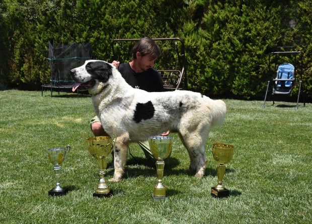 Şampiyon Laysan iki kez ırkının en güzel köpeği seçildi