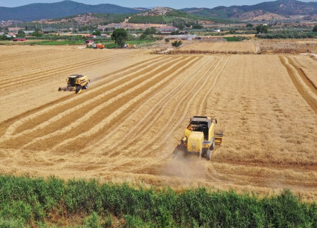 Torbalı Belediyesi buğday hasadına başladı... İhtiyaç sahiplerine un olarak dağıtılacak