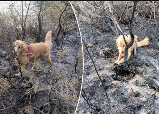 Türkiye'nin tek yangın tespit köpeği... Marmaris'teki yangının başlangıç noktasını 'Kadro' buldu