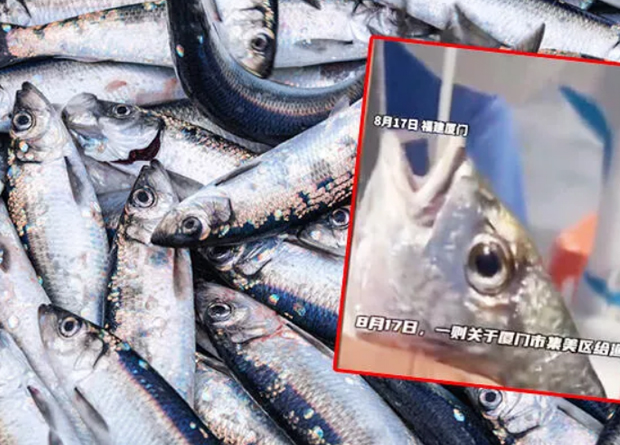 Çin'de inanılmaz görüntü… Balıklara Kovid testi yaptılar!