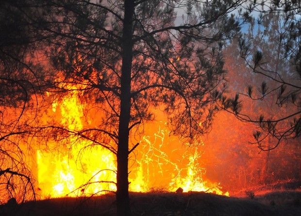 Manisa'da  5 günlük yangın raporu: 444 hektar alan kül oldu!