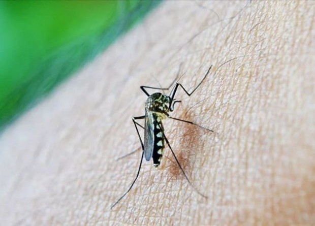 Sağlık Bakanlığı'ndan sivrisinekten korunma rehberi